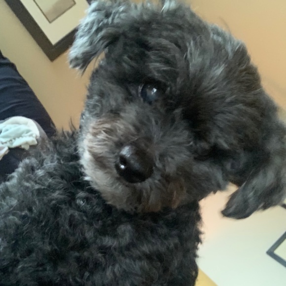 Meet your Posher, Jiran - Picture 1 of 1